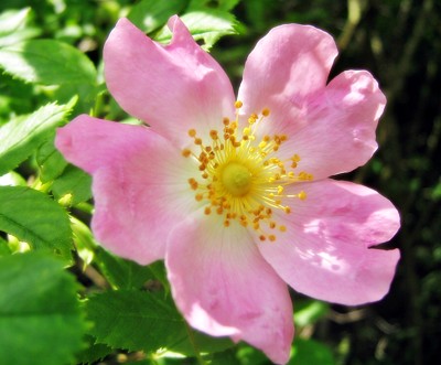 Click here to view at full resolution.