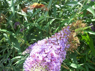 Click here to view at full resolution.