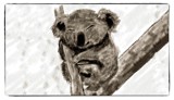 Desperate Plight Of The Koala by bfrank, illustrations gallery