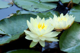 Waterlilies by Ramad, photography->flowers gallery