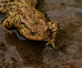 Common toad by biffobear, photography->reptiles/amphibians gallery