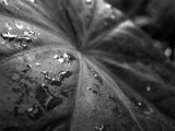 Tears of a leaf by kaiser_sibi, Photography->Still life gallery