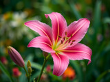 Pink Lily Friday by danika, photography->flowers gallery