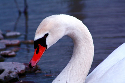 Click here to view at full resolution.