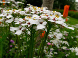 white bunch by crystaliane, Photography->Flowers gallery