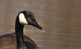 Wet and Wild Canadian by zunazet, photography->birds gallery