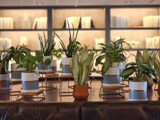 Pots And Plants by Flmngseabass, photography->still life gallery