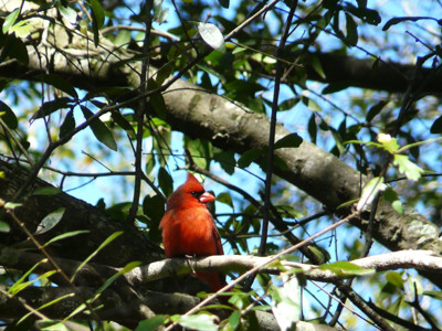 Click here to view at full resolution.