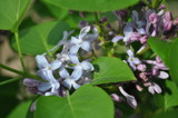 Dwarf Lilacs by fivepatch, photography->flowers gallery