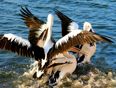 Click here to view at full resolution.