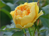 Yellow Rose by Ramad, photography->flowers gallery