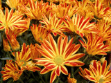 Pelee Mums by trixxie17, photography->flowers gallery