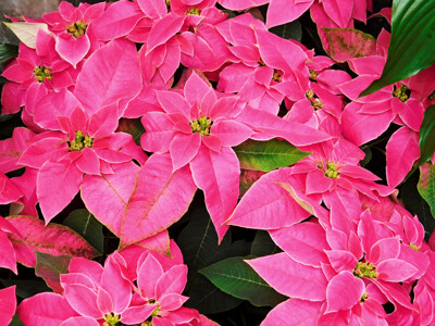 Click here to view at full resolution.