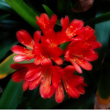 Bush Lily by Rahjure, photography->flowers gallery