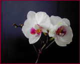 Orchids #2 by Ramad, Photography->Flowers gallery