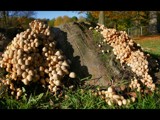 Shroom mountain by Paul_Gerritsen, photography->mushrooms gallery