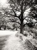 Tree on cliffside #1 by Kateplus4, Photography->Landscape gallery