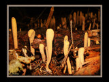 Pestle-shaped Coral by Junglegeorge, Photography->Mushrooms gallery