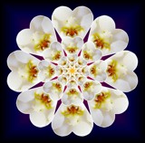 Gandarva Flower by sunny184, photography->manipulation gallery