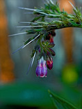 Comfrey by LedsLens, Photography->Flowers gallery