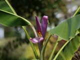 A Blooming Taro by bfrank, photography->flowers gallery