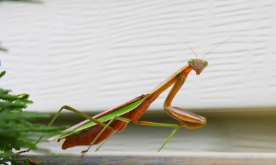 Click here to view at full resolution.