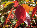 Fall Leaves by trixxie17, photography->nature gallery