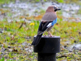 Eurasian Jay by Ramad, photography->birds gallery