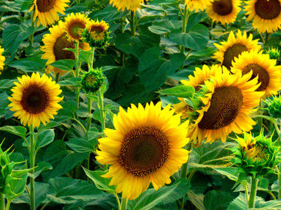 Click here to view at full resolution.