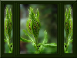 Triptych by wimida, Photography->Flowers gallery