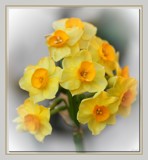 Spring is in the air . . by LynEve, photography->flowers gallery