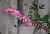 Bleeding Hearts by Pistos, photography->flowers gallery