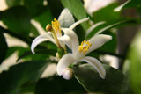 The Fruit of the Lemon by dleuty, Photography->Flowers gallery