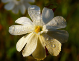 The countryside #20 by annie100, Photography->Flowers gallery