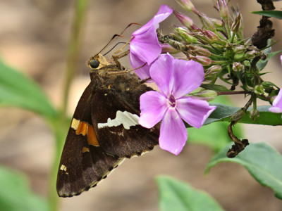 Click here to view at full resolution.