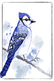 A Bluejay Fan by bfrank, illustrations gallery