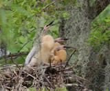 Anhinga Chicks by Vivianne, Photography->Birds gallery