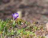 Simply Spring by tigger3, photography->flowers gallery