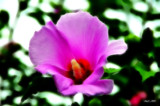 Almost Fiberglass by vangoughs, photography->flowers gallery