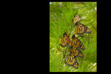 Migrating monarchs 2 by wheedance, photography->butterflies gallery