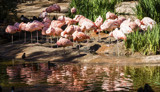 Flamingos 2 by luckyshot, photography->birds gallery