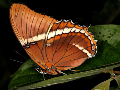 Click here to view at full resolution.