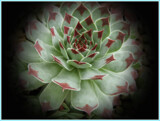 Coming up on Friday by Starglow, photography->flowers gallery
