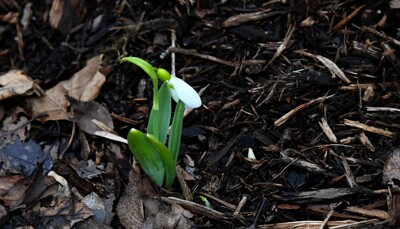 Click here to view at full resolution.