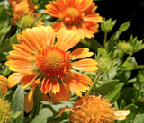 Arizona Apricot Gaillardia by trixxie17, photography->flowers gallery