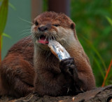 Asian Short toed Otter by biffobear, photography->animals gallery