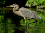 Great Blue in Great Green by legster69, Photography->Birds gallery