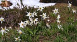 Mountain Lilies 2 by euphoricdrop, Photography->Flowers gallery