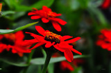 Very Red by vangoughs, photography->flowers gallery