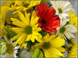 A Bunch of Brightness by LynEve, photography->flowers gallery